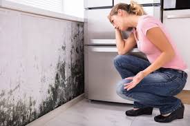 Environmental Consulting for Mold Prevention